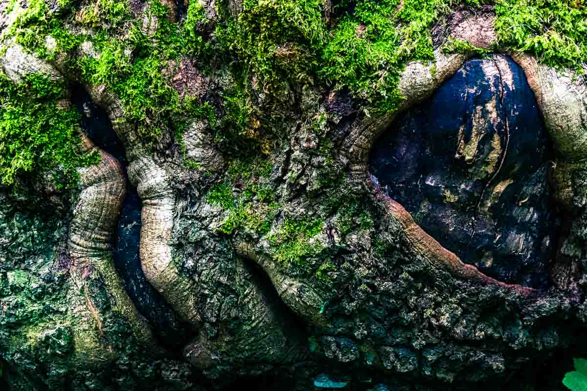 Nahaufnahme Baumstumpf