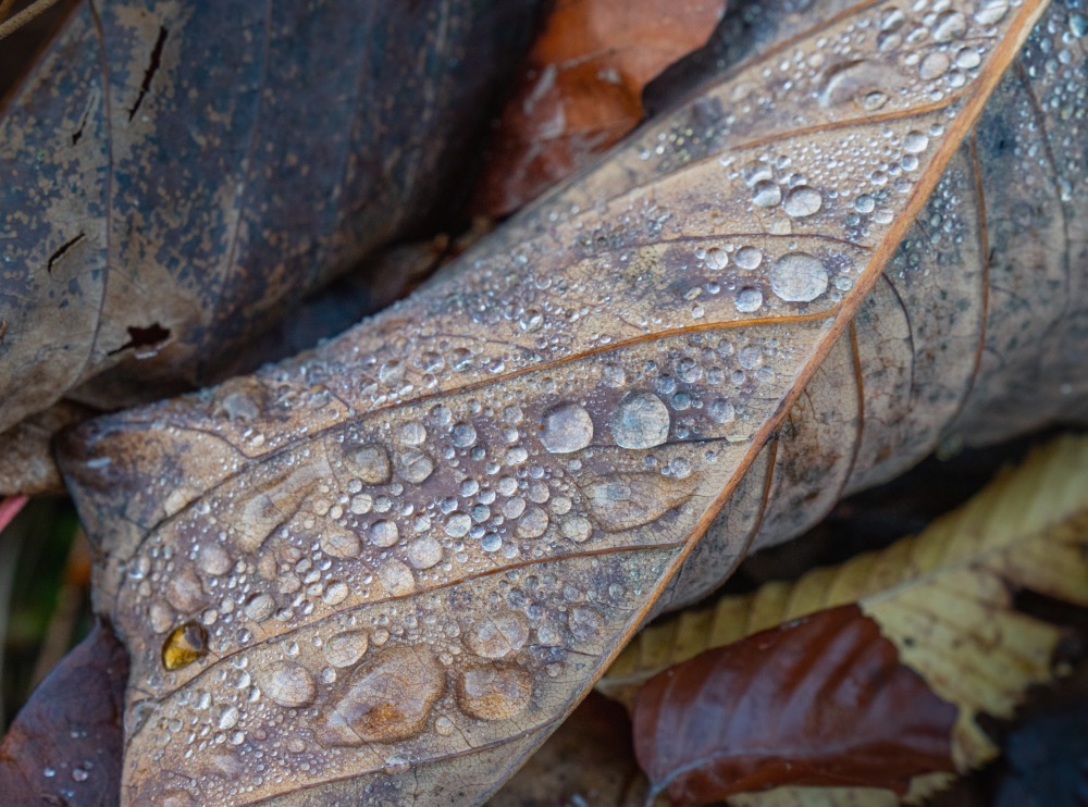 Nahaufnahme Blatt mit Wassertropfen