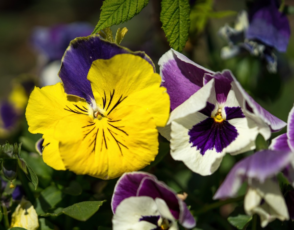 Fotografie - Nahaufnahme Blume im Garten