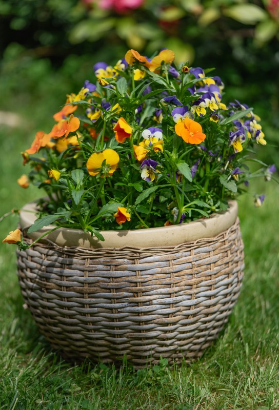 Foto Blume im Garten