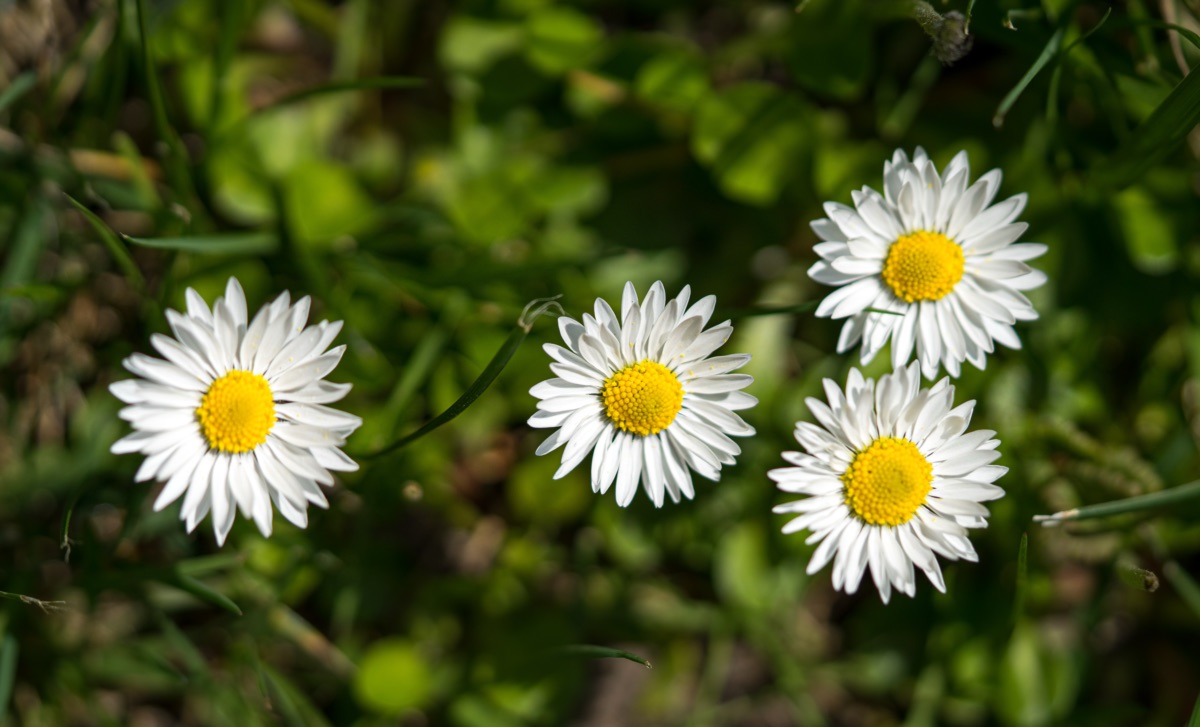 Blumen am Wegesrand