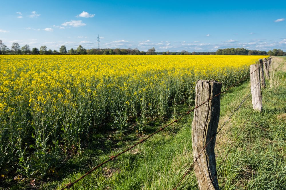 Feldweg mit Zaun als führende Linie in der Landschaft