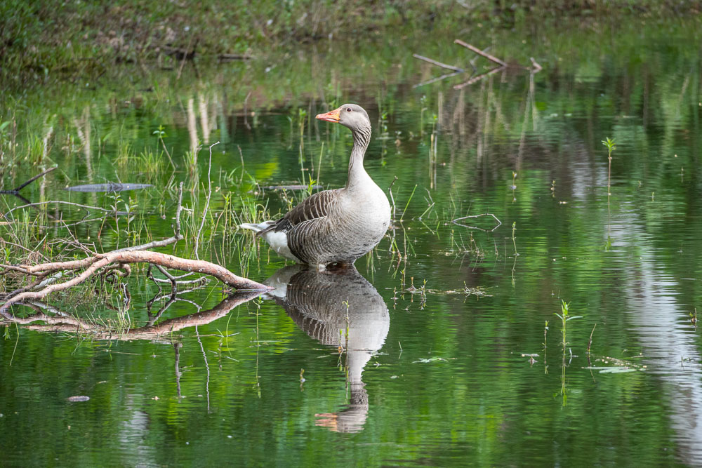 Tierfotografie Gans