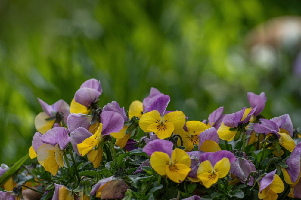 Veilchen im Garten