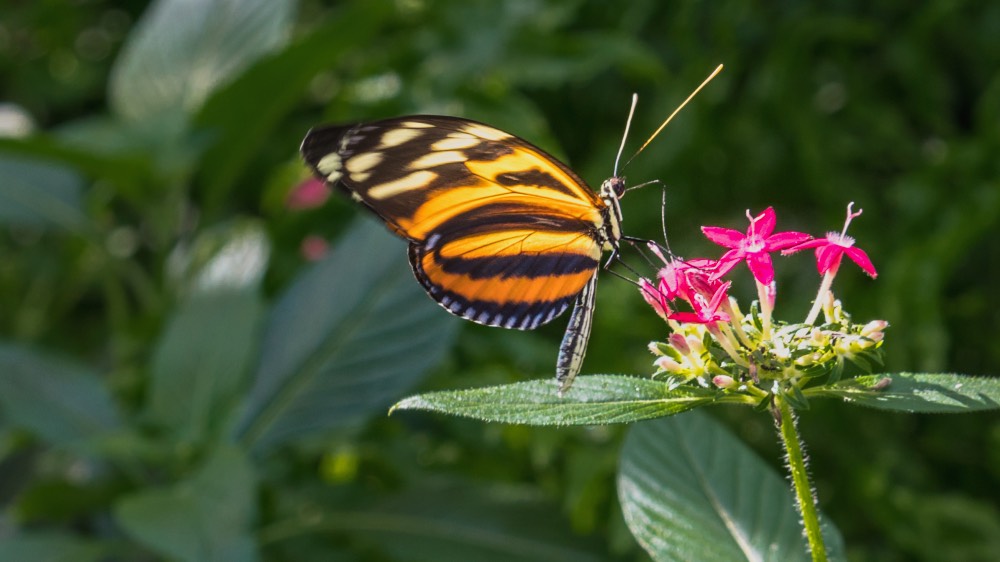 Schmetterling - Fotografie Nahaufnahme