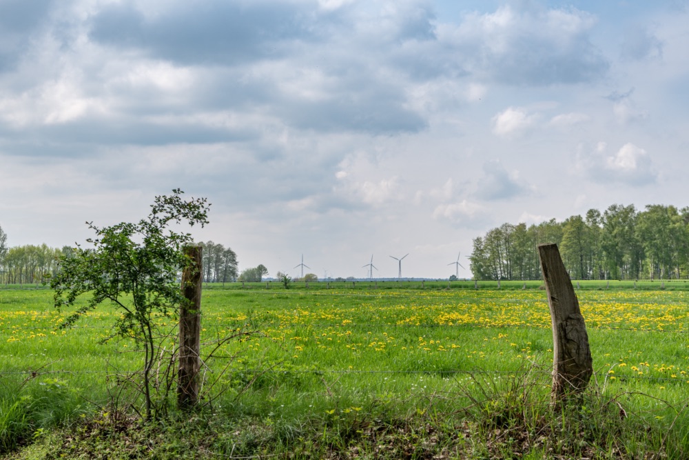 Vorder- und Hintergrund: Wiese