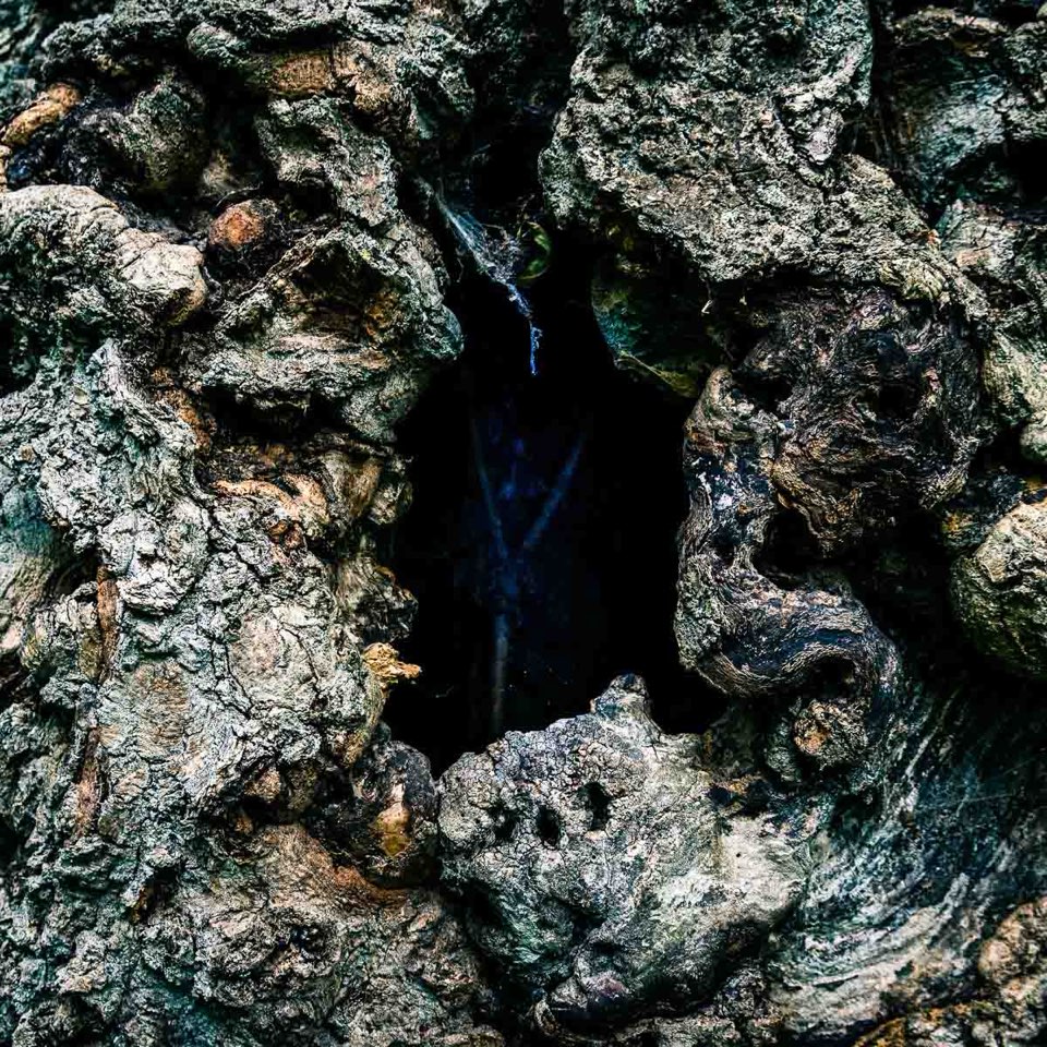 Nahaufnahme Baum - Abstrakte Fotos