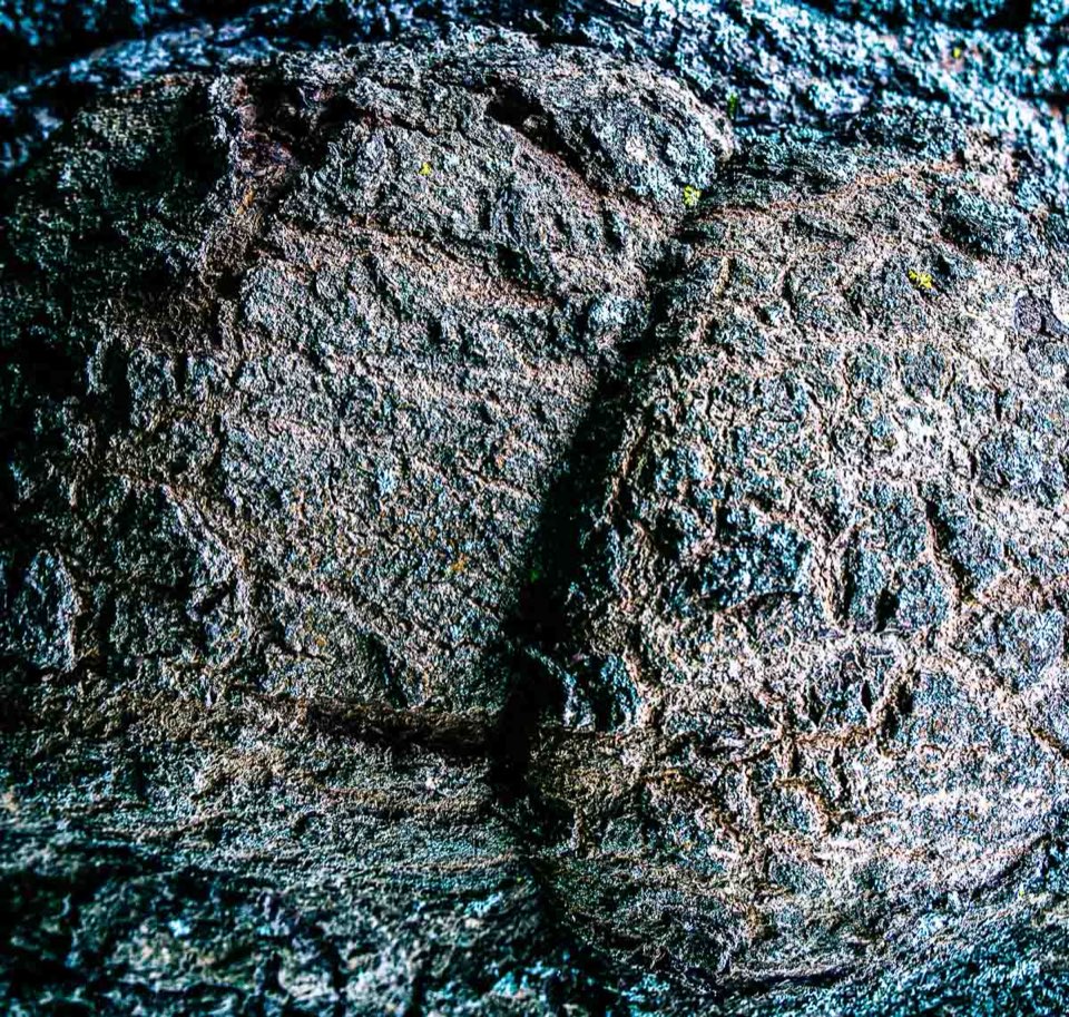 Nahaufnahme Baum - Abstrakte Fotos