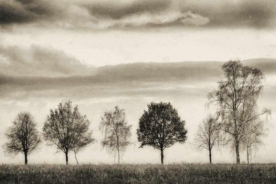 Vintage Look, Bäume