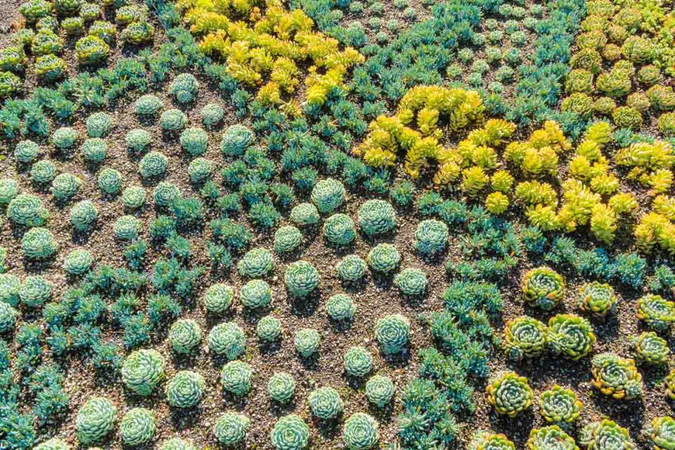 Berggarten - Herrenhausen - Hannover
