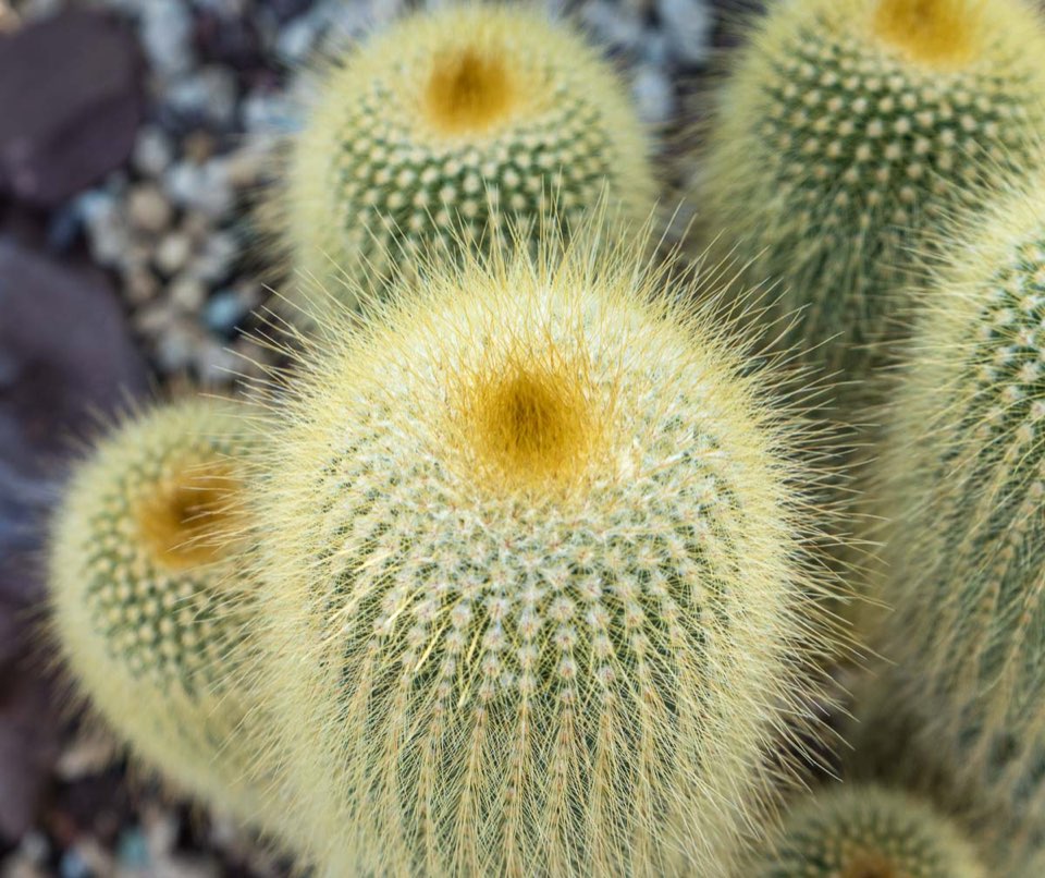 Kaktus - Berggarten - Herrenhausen - Hannover