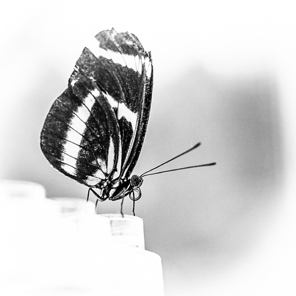 Black and White Minimalism