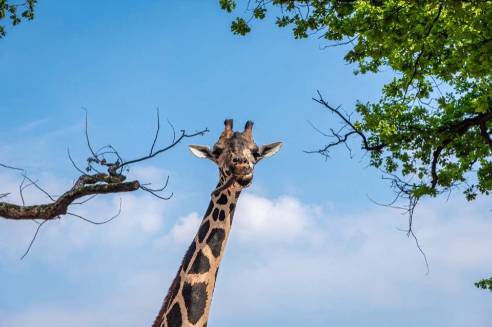 Foto - Natürliche Rahmen in der Fotografie 