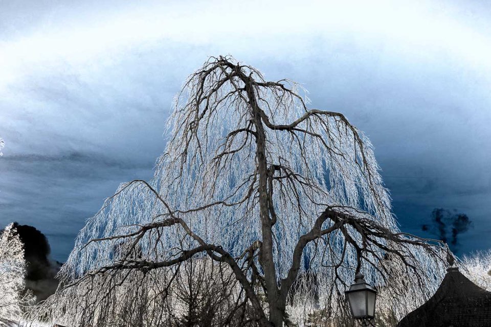 Baumwipfel und Himmel