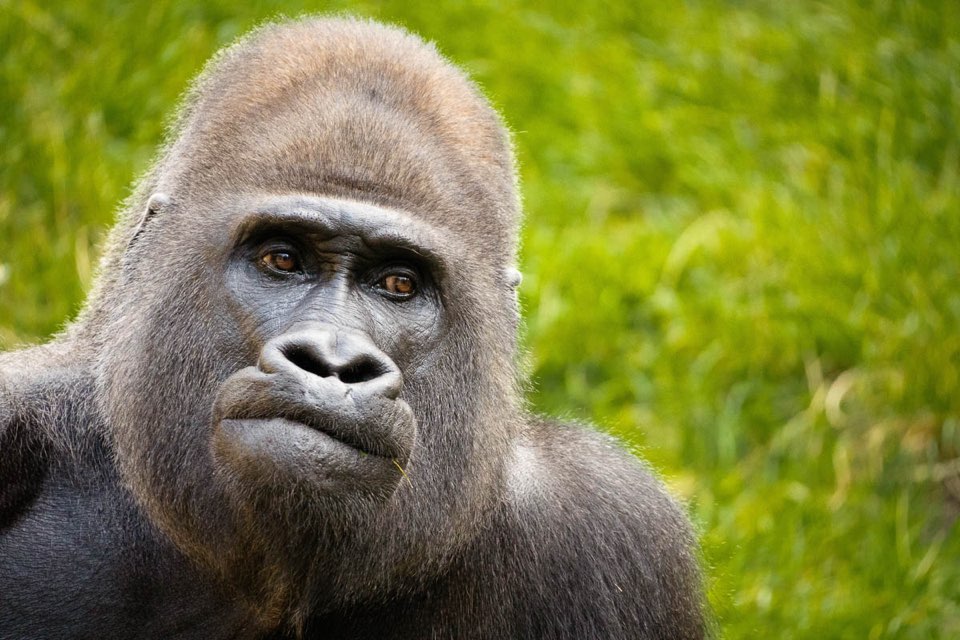 Gorillaportrait