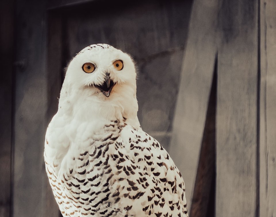 Schnee Eule Zoo Hannover