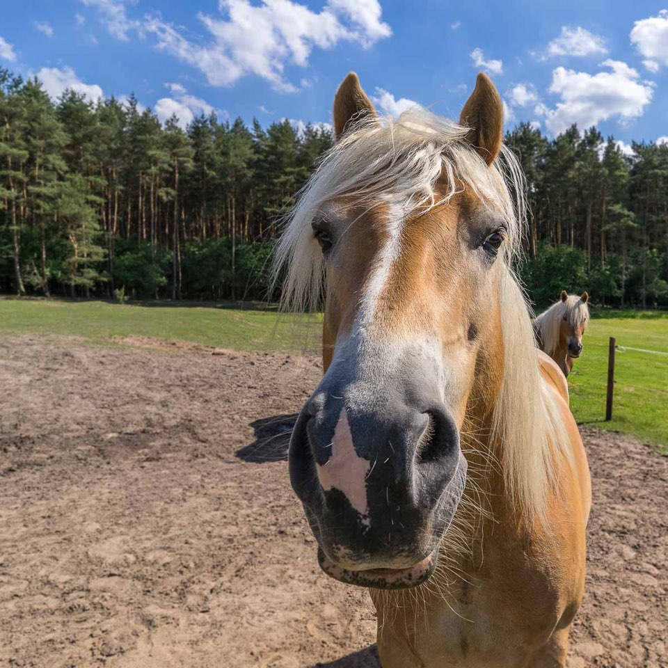 Das Aller Wasserkraftwerk in Oldau. Ausflug in der Nähe von Winsen, Niedersachsen, Norddeutschland