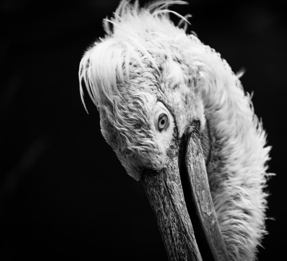 Vogelpark Walsrode, sw