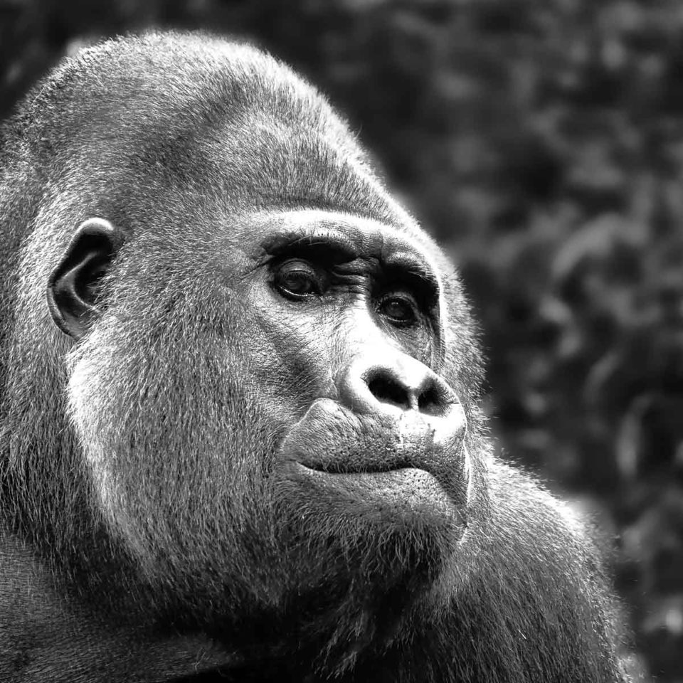 Gorilla, schwarz-weiß