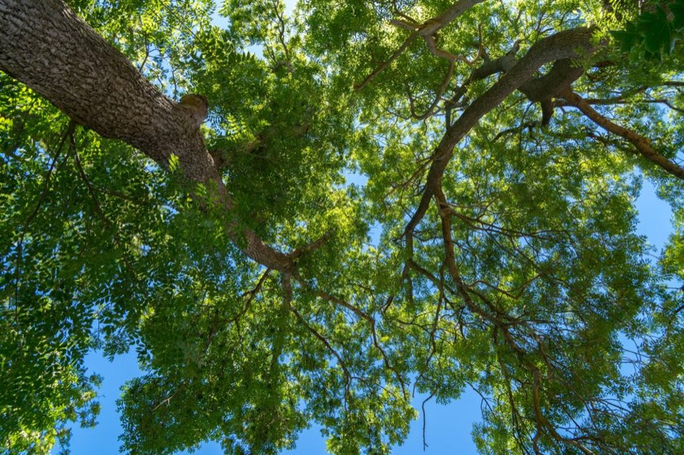 wald-perspektive-himmel