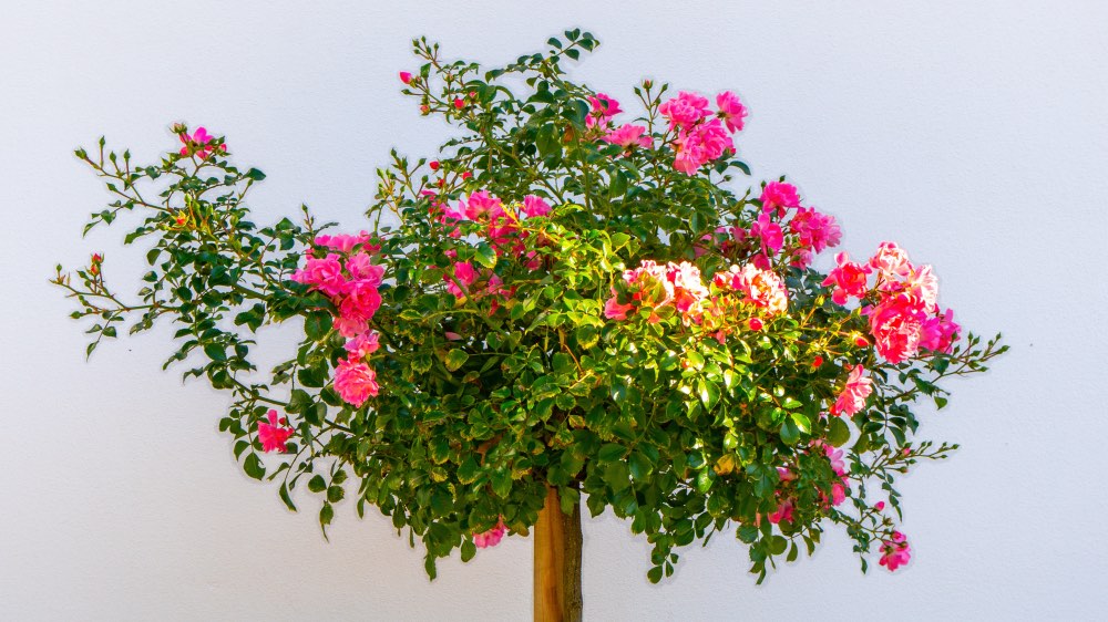 Blumen in heller Mittagssonne