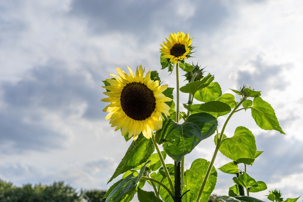 Garten mit Pflanzen unter bewölktem Himmel
