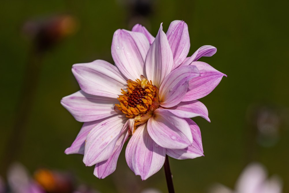 Blumen im warmen Abendlicht
